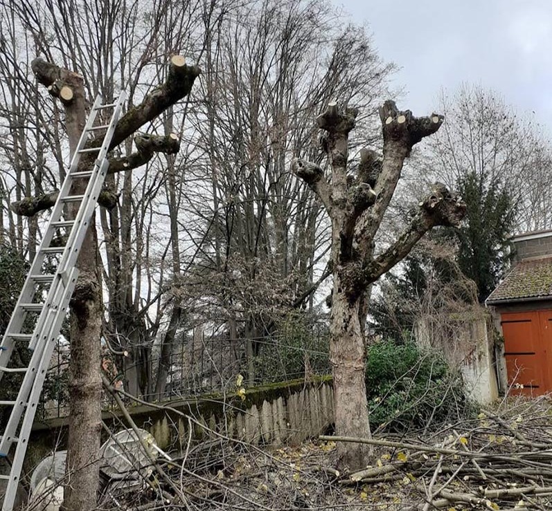 Démontage d'arbres Montluçon