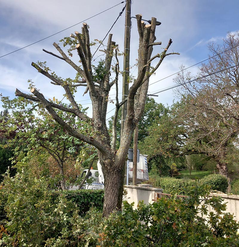 Démontage d'arbres Montluçon