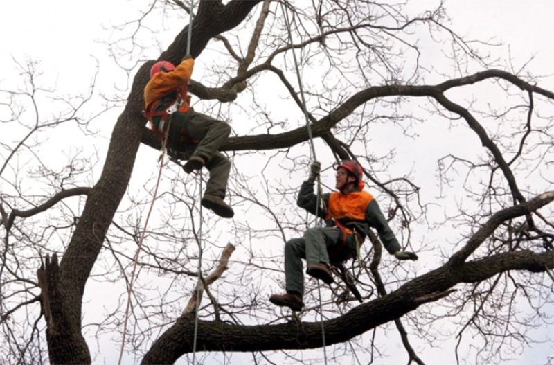 Abattage d'arbres, Néris-les-Bains<br>Abattre les arbres, Néris-les-Bains<br>Les travaux d’abattage d'arbres, Néris-les-Bains
