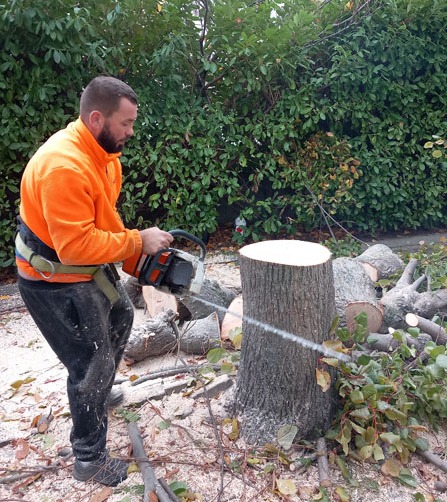 Comment abattre un arbre dans son jardin ? Montluçon<br>Abattre un arbre dans son jardin, Montluçon<br>Les étapes pour abattre un arbre dans son jardin, Montluçon