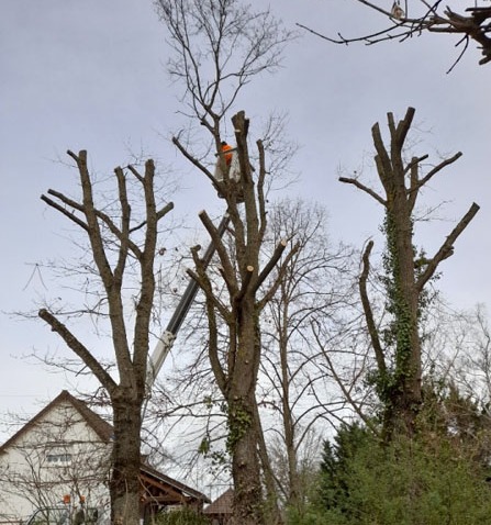 Entreprise d'élagage, Cosne-d'Allier<br>Élagage de différentes espèces d’arbres, Cosne-d'Allier<br>Élagage rapide et sécurisé, Cosne-d'Allier