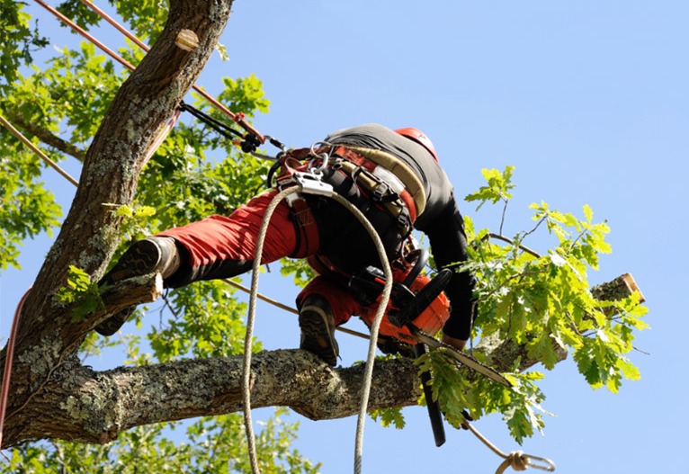 Quel prix pour élaguer un arbre ? Montluçon<br>Combien coûte l’élagage d’un arbre ? Montluçon<br>Tarif de l’élagage, Montluçon